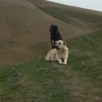 سگ گمشده|سگ|گرمی, |دیوار