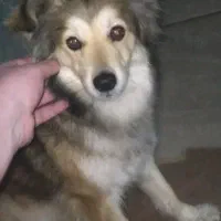 سگ گمشده
