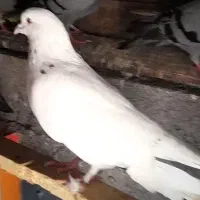 کبوتر گمشده