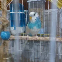 پرنده|پرنده|رودهن, |دیوار