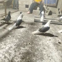کبوتر پشتدار