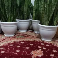 گلهای سانسوریا سه ساله