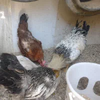 مرغ تخمگذار