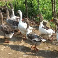 تعدادی غاز محلی