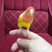 طوطی کوتوله  صورت هلویی لیمویی فوقالعاده اهلی