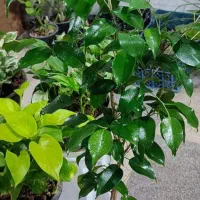 گل انار ۸۰|گل و گیاه طبیعی|بروجرد, |دیوار