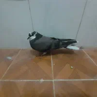 کبوتر|پرنده|قم, زنبیل آباد|دیوار