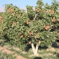 کود مرغی فناوری شده مخصوص چالکود با ضمانت