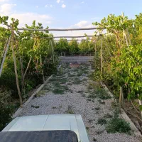 باغ-میوه