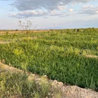 باغ ۴۵۰۰ متری تسوج