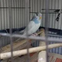 مرغ عشق|پرنده|تهران, بلورسازی|دیوار