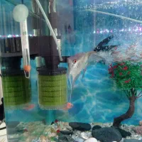 ماهی انجل سوپر باله