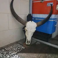 دیوارکوب یا جمجمه گاومیش