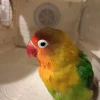 طوطی برزیلی فوری