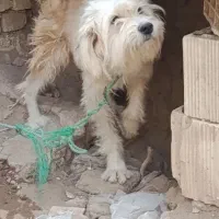 سگ شیتزو|سگ|یزد, |دیوار