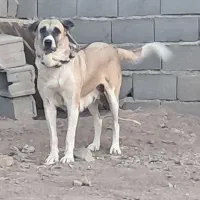 سگ لاس پژدر|سگ|اصفهان, شهرستان|دیوار