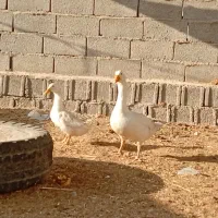 فروش مرغ محلی سیاه و ریشی