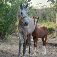 اسب مادیان بدون کره