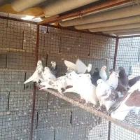 کبوتر پرشی|پرنده|هشتگرد, طاووسیه|دیوار