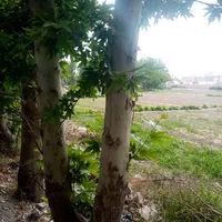 خرید چوب باغی و تیره سقفی و تسویه پای باسکول|خدمات باغبانی و درختکاری|کنگاور, |دیوار