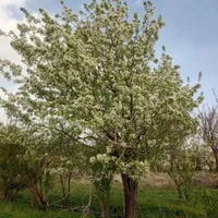 کود سفید