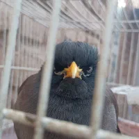 مینا