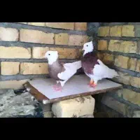 کفترطوقی، سینه، پلاکی، رنگی، سپیدان