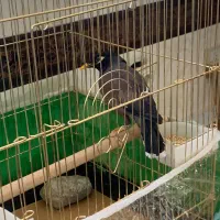 مرغ مینا سرحال|پرنده|تبریز, |دیوار