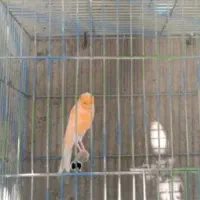 قناری کشیده وسوپر