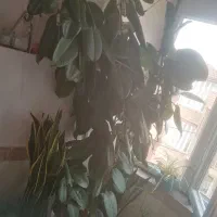 گول گوش فیل خوشکل زیبا