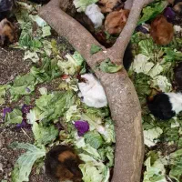 خوکچه هندی مو بلند . فشن . مو صاف|موش و خرگوش|اصفهان, رهنان|دیوار