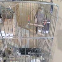 عروس هلندی مولد با ۵جوجه به بالاترین پیشنهاد|پرنده|محمدشهر, شهرک پیام (مهرالبرز)|دیوار