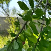 یک قطعه زمین در فلکده عباس آباد|فروش زمین و ملک کلنگی|رشت, پسیخان|دیوار