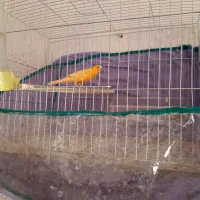 تعدادی قناری