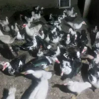 اردک اسرائیلی تعداد شصت عدد معاوضه هم با بوقلمون