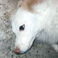 سگ پا کوتاه نژاد پامر اشپیتز