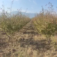 1500-متر-باغ-با-بهترین-موقعیت