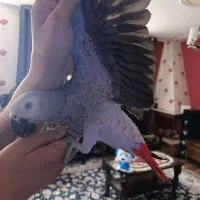 جوجه کاسکو 6ماه رام رام  خال قرمز