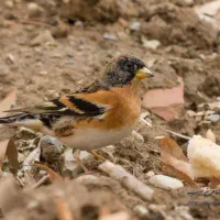 جویای اطلاعات|فعالیت داوطلبانه|شیراز, گویم|دیوار