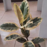 گل نخل مرداب اریکا شامادورا فیکوس سانسوریایوکا کاج|گل و گیاه طبیعی|لنجان, |دیوار