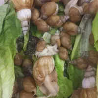 حلزون مخصوص جوانسازی پوست