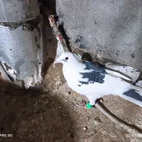 2تاصیدفروشی|پرنده|تربتحیدریه, ترمینال|دیوار