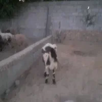 دوتا بره پلنگی نر و ماده پوست گاوی