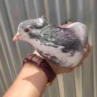 کبوتر دوبحر