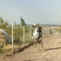 اسب سفید نریان