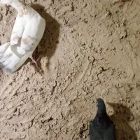 کبوتریاهمون کفتر هفرنگ خطی