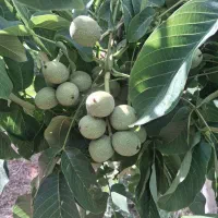 گردو|خوردنی و آشامیدنی|زنجان, |دیوار