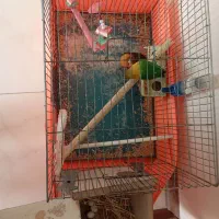 طوطی برزیلی