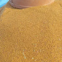 بذر یونجه