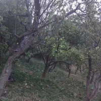 باغ-میوه